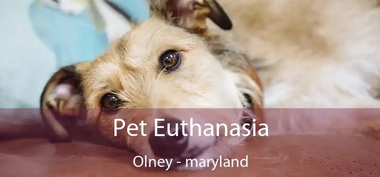 Pet Euthanasia Olney - maryland