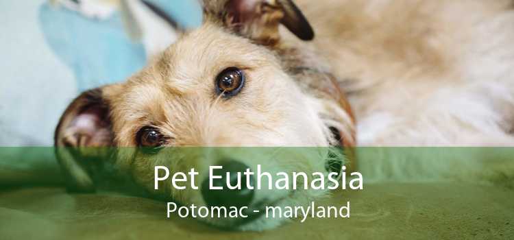 Pet Euthanasia Potomac - maryland