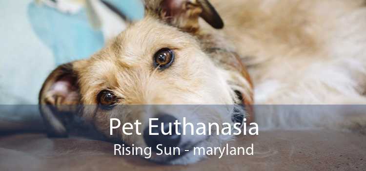 Pet Euthanasia Rising Sun - maryland