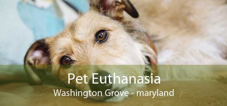 Pet Euthanasia Washington Grove - maryland