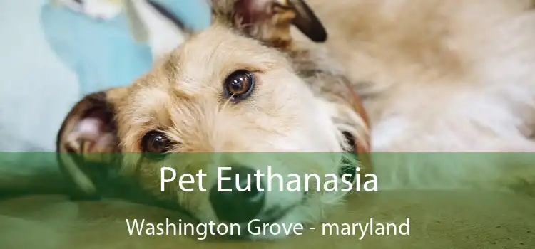 Pet Euthanasia Washington Grove - maryland