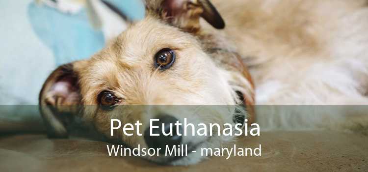 Pet Euthanasia Windsor Mill - maryland