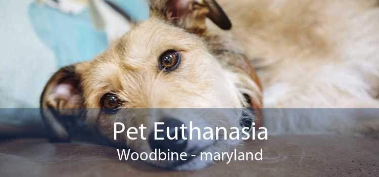 Pet Euthanasia Woodbine - maryland