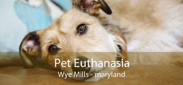 Pet Euthanasia Wye Mills - maryland