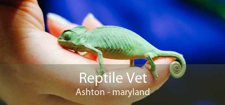 Reptile Vet Ashton - maryland