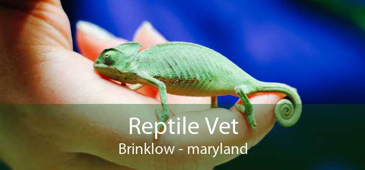 Reptile Vet Brinklow - maryland