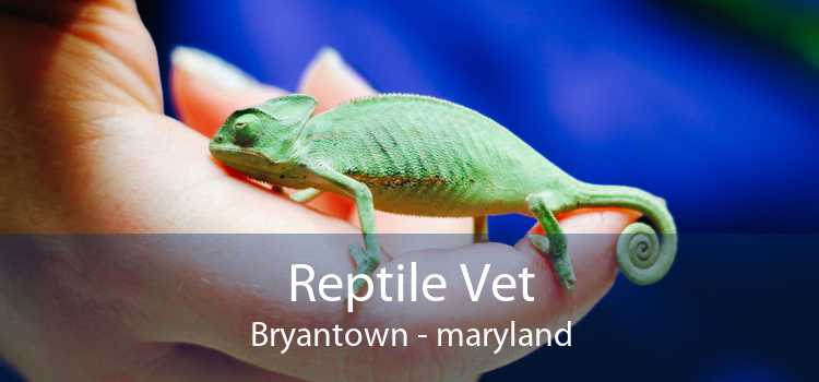Reptile Vet Bryantown - maryland