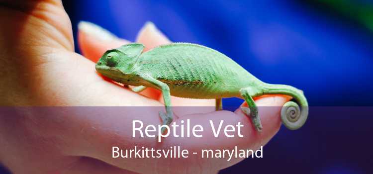 Reptile Vet Burkittsville - maryland