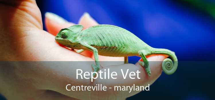 Reptile Vet Centreville - maryland