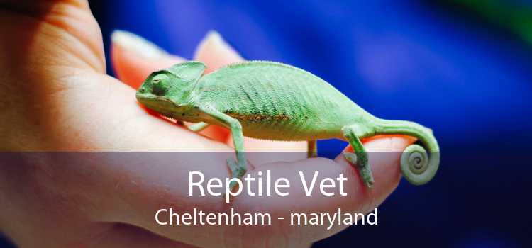 Reptile Vet Cheltenham - maryland