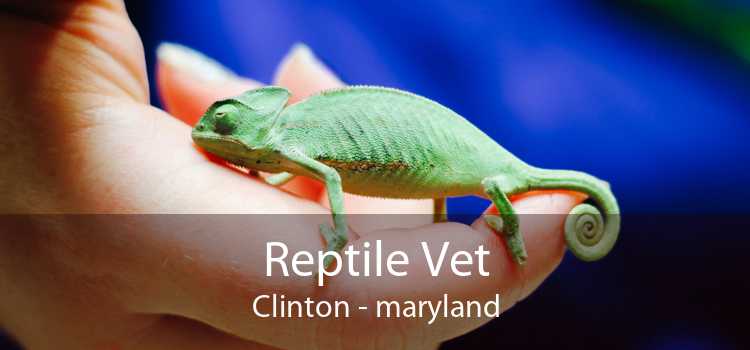 Reptile Vet Clinton - maryland