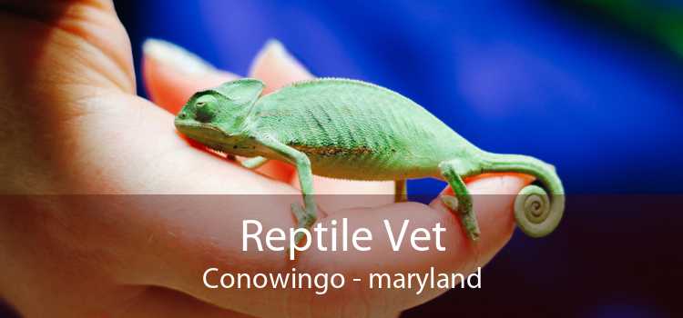 Reptile Vet Conowingo - maryland