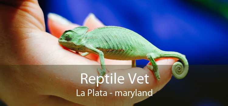 Reptile Vet La Plata - maryland