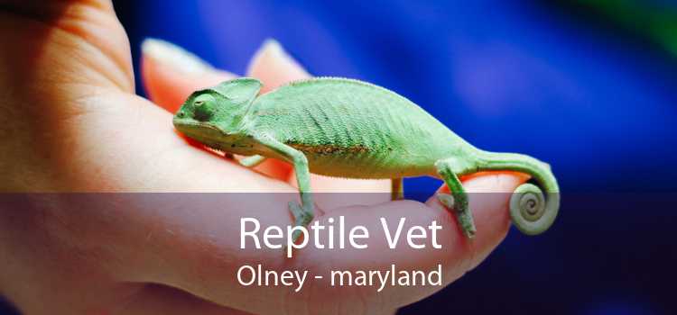 Reptile Vet Olney - maryland