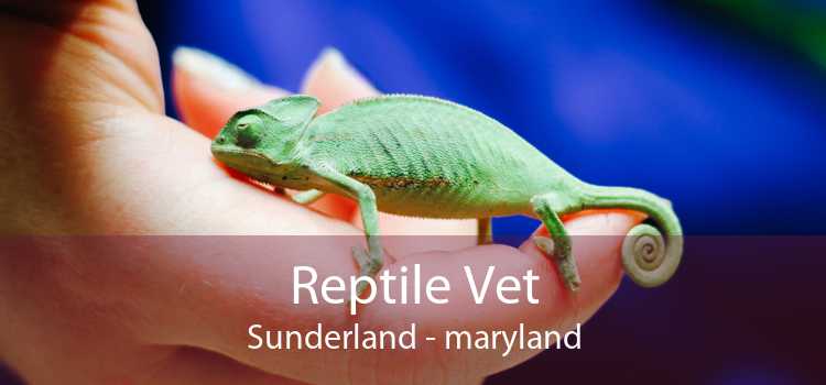 Reptile Vet Sunderland - maryland