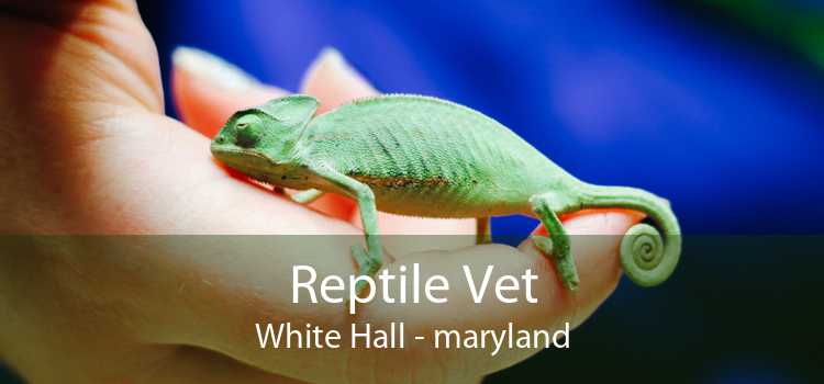Reptile Vet White Hall - maryland