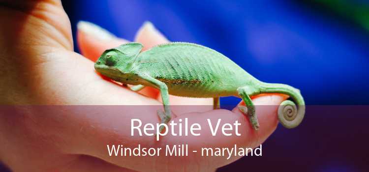 Reptile Vet Windsor Mill - maryland