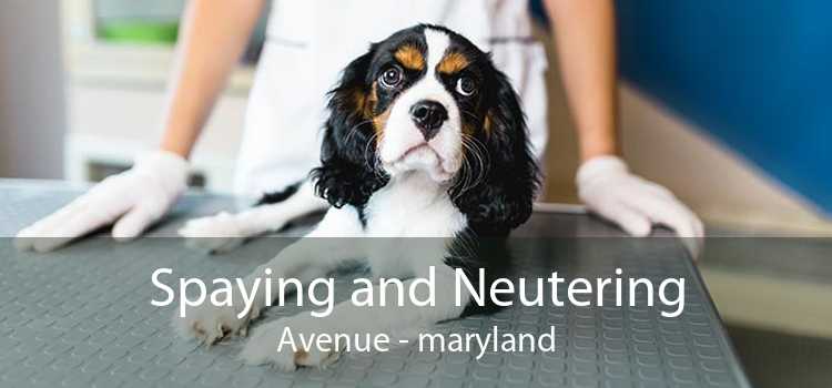 Spaying and Neutering Avenue - maryland