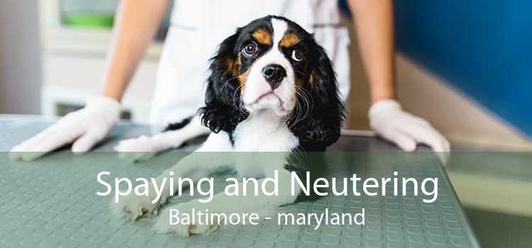 Spaying and Neutering Baltimore - maryland