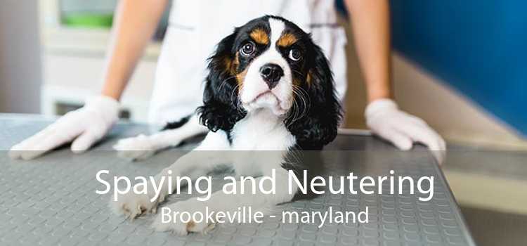 Spaying and Neutering Brookeville - maryland