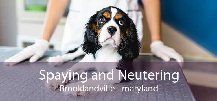 Spaying and Neutering Brooklandville - maryland