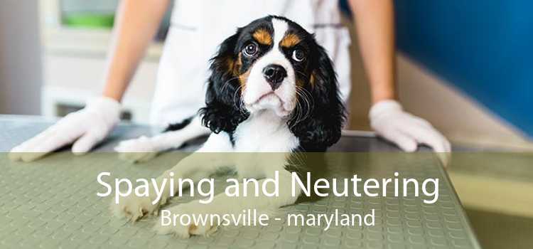 Spaying and Neutering Brownsville - maryland