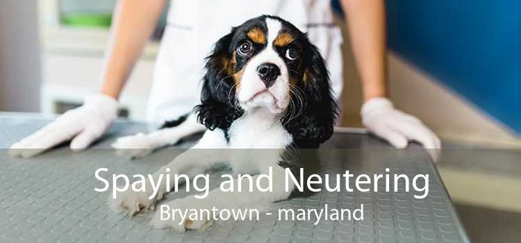 Spaying and Neutering Bryantown - maryland
