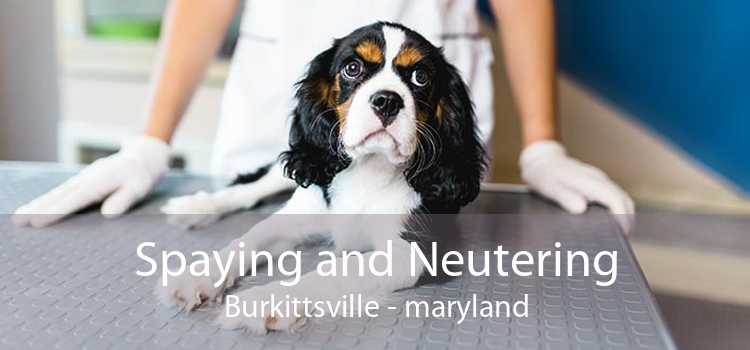 Spaying and Neutering Burkittsville - maryland