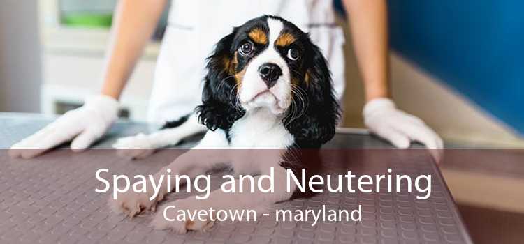 Spaying and Neutering Cavetown - maryland