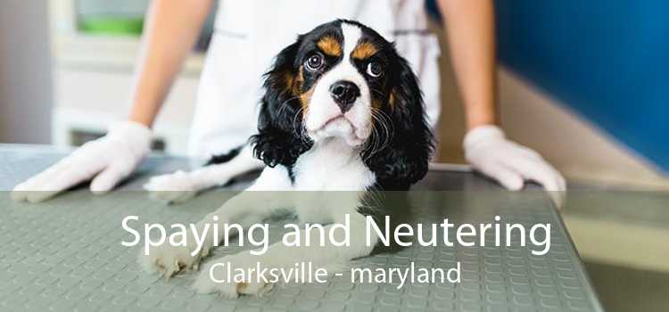 Spaying and Neutering Clarksville - maryland