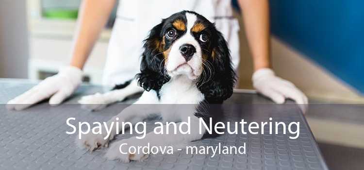 Spaying and Neutering Cordova - maryland