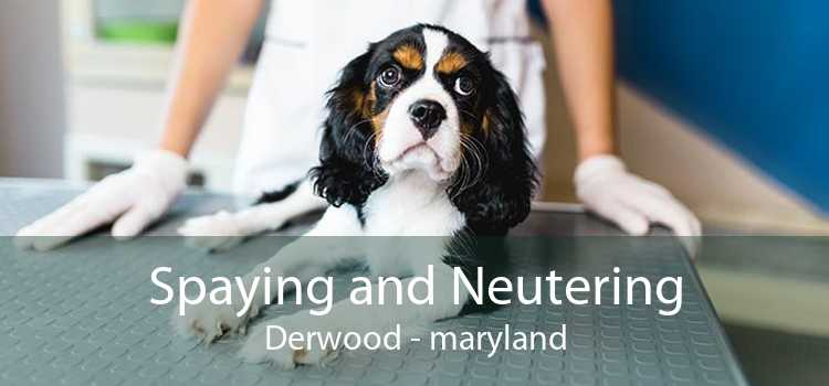 Spaying and Neutering Derwood - maryland