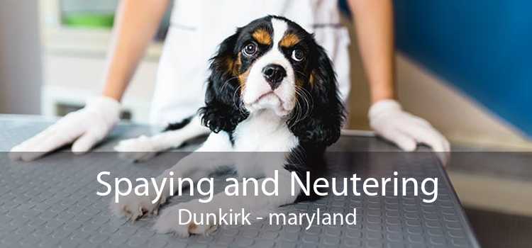 Spaying and Neutering Dunkirk - maryland