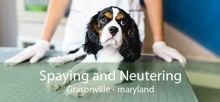 Spaying and Neutering Grasonville - maryland