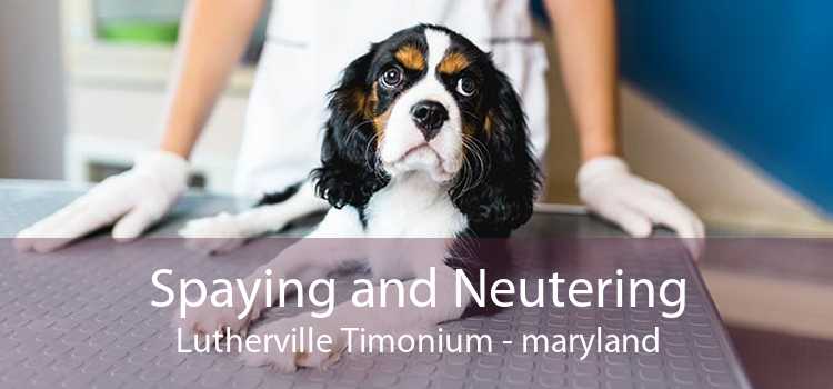 Spaying and Neutering Lutherville Timonium - maryland