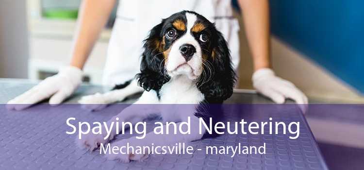 Spaying and Neutering Mechanicsville - maryland