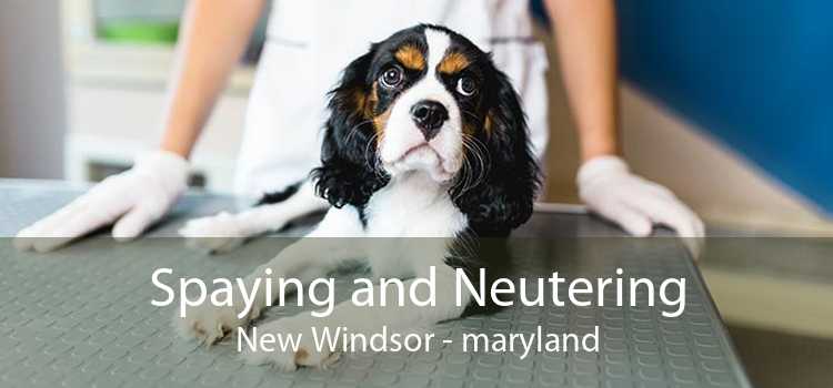 Spaying and Neutering New Windsor - maryland