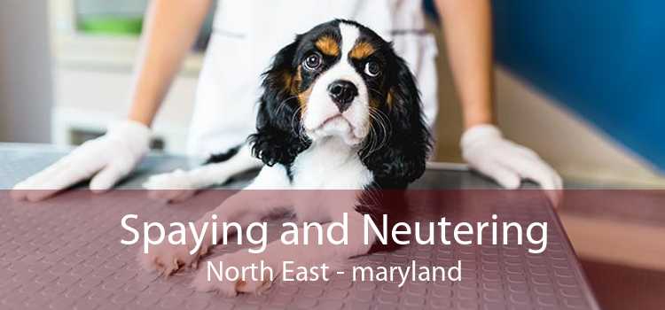 Spaying and Neutering North East - maryland