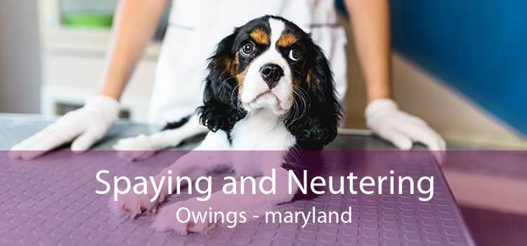 Spaying and Neutering Owings - maryland