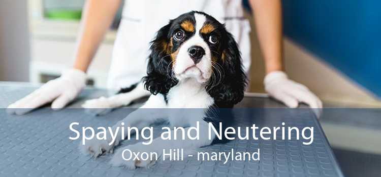 Spaying and Neutering Oxon Hill - maryland