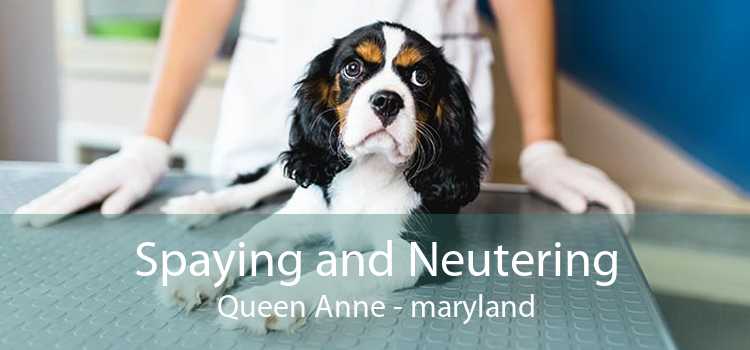 Spaying and Neutering Queen Anne - maryland