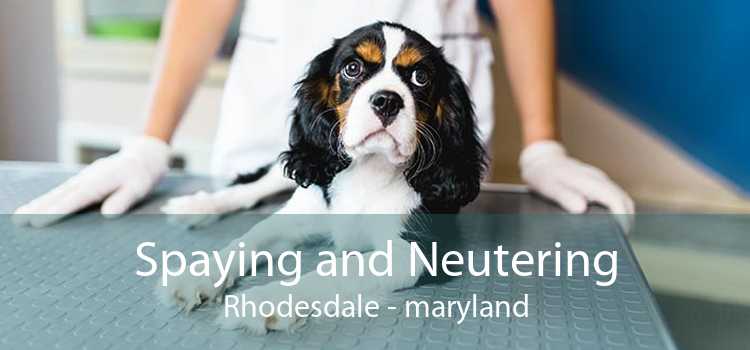 Spaying and Neutering Rhodesdale - maryland