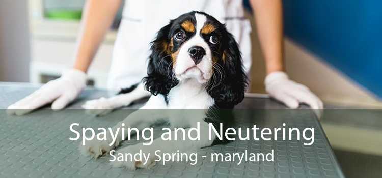 Spaying and Neutering Sandy Spring - maryland