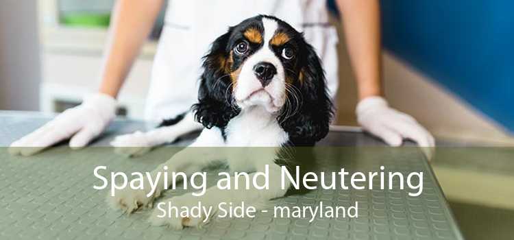 Spaying and Neutering Shady Side - maryland