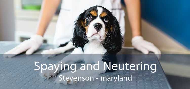 Spaying and Neutering Stevenson - maryland