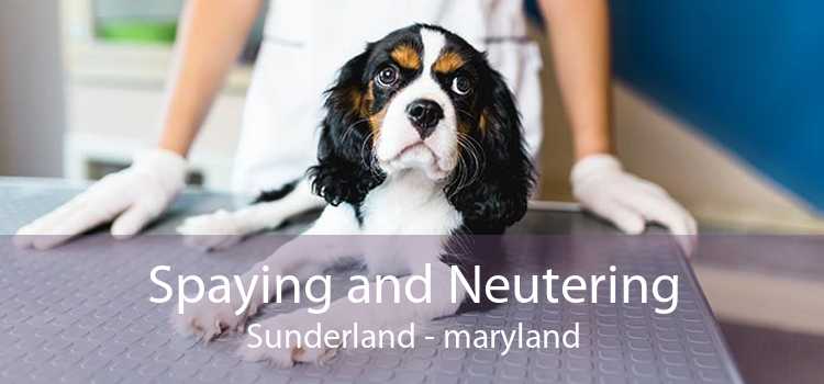 Spaying and Neutering Sunderland - maryland