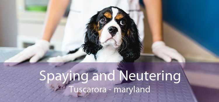 Spaying and Neutering Tuscarora - maryland