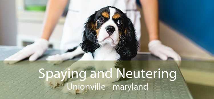 Spaying and Neutering Unionville - maryland