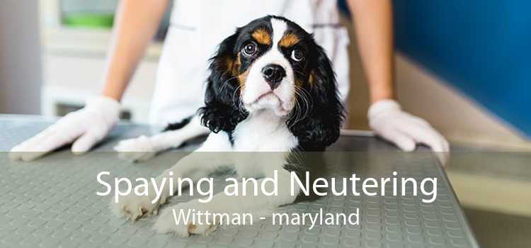Spaying and Neutering Wittman - maryland