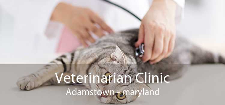 Veterinarian Clinic Adamstown - maryland